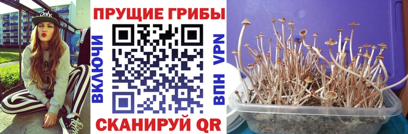 Купить закладки  Кирсанов  Псилоцибиновые грибы прущие грибы 